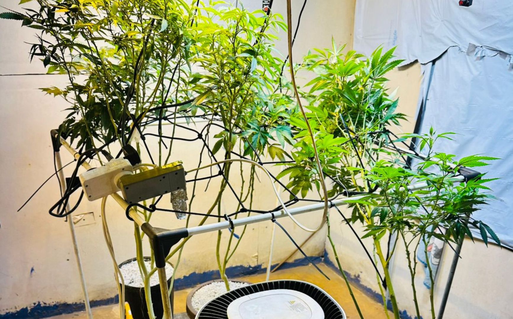 PMPR APREENDE PLANTAS DE MACONHA E BALANÇAS APÓS DENÚNCIAS EM LONDRINA