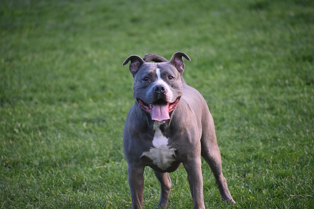 PITBULL ATACA CACHORRO DE PEQUENO PORTE EM MARILÂNDIA DO SUL